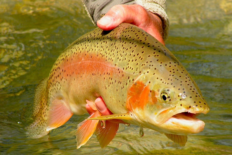 Mouches à Truite pour la Rivière - RILAP