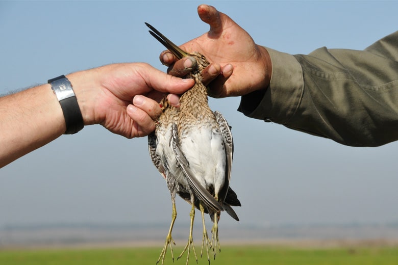 Guide sur la chasse au petit gibier