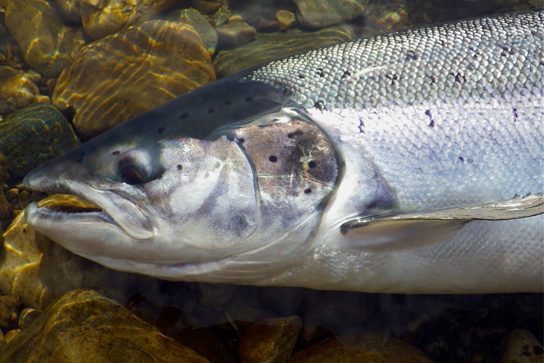 Les voyages de pêche à la mouche au saumon atlantique