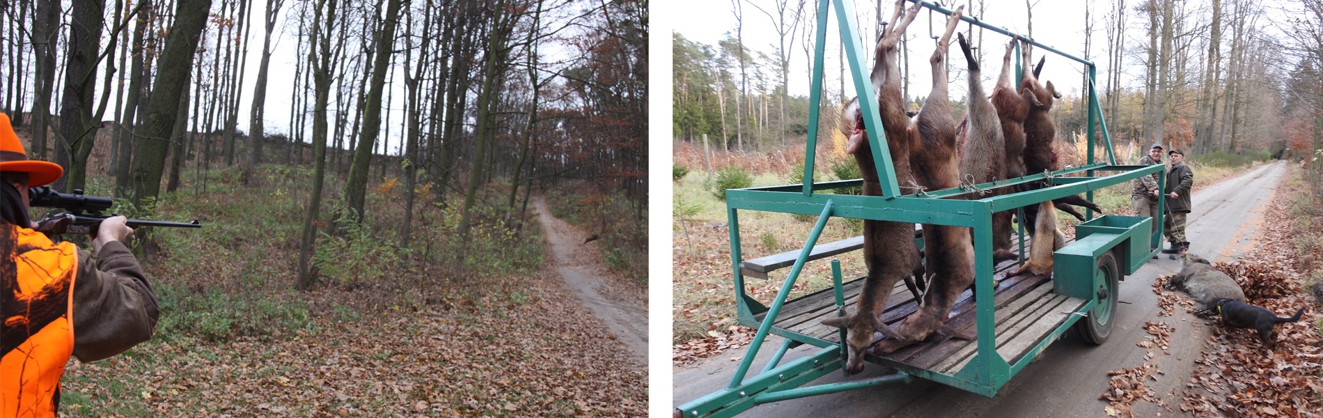 voyage chasse pologne voyage chasse pologne