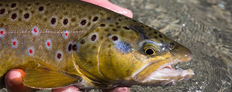 peche-autriche-mouche-voyage3