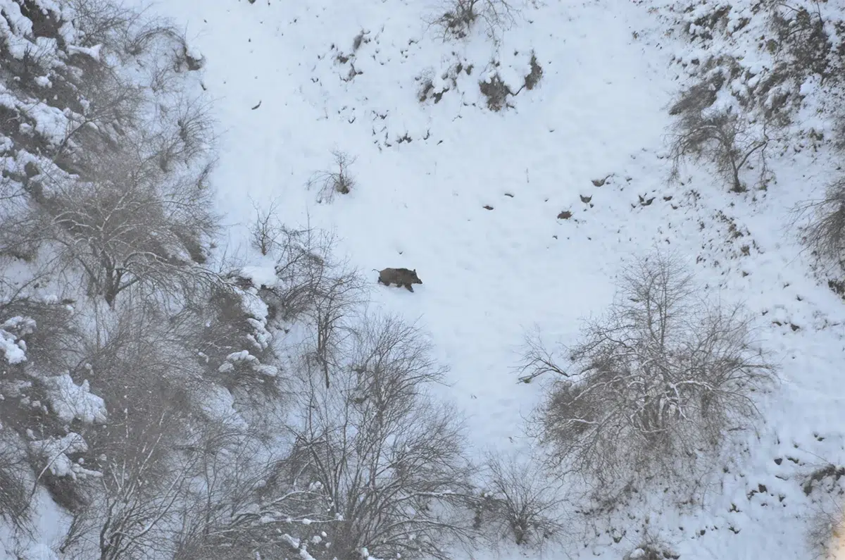 Tadjikistan : Chasse des sangliers attilas
