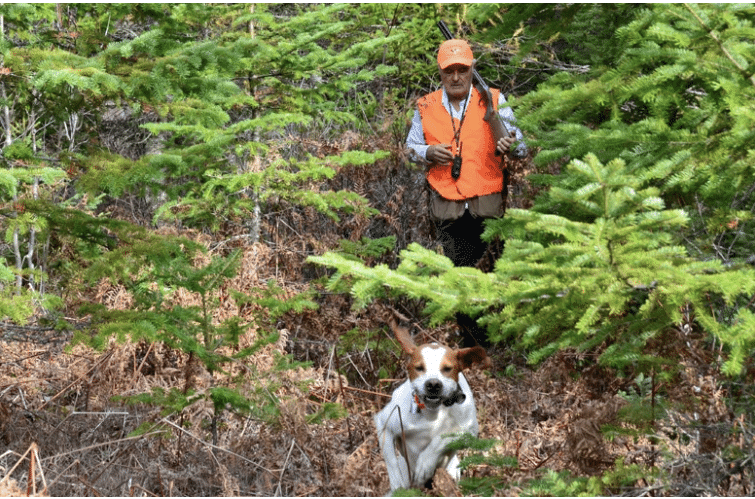 chasse de la bécasse au Canada
