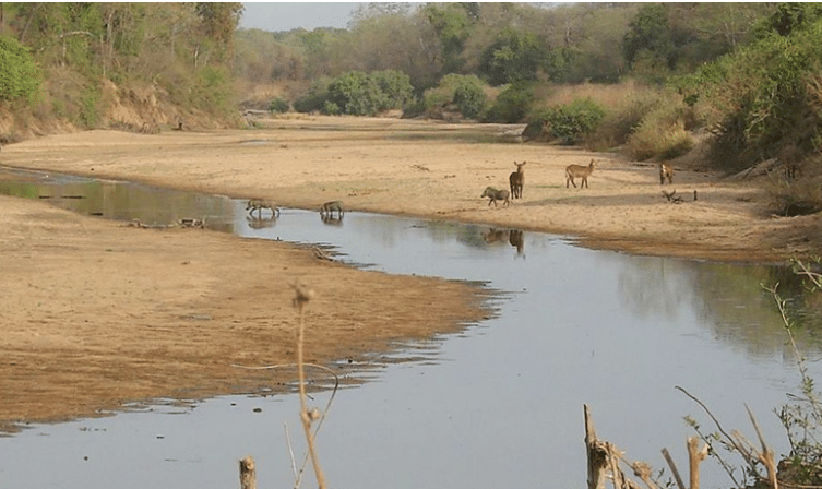 Chasse du bongo au Cameroun