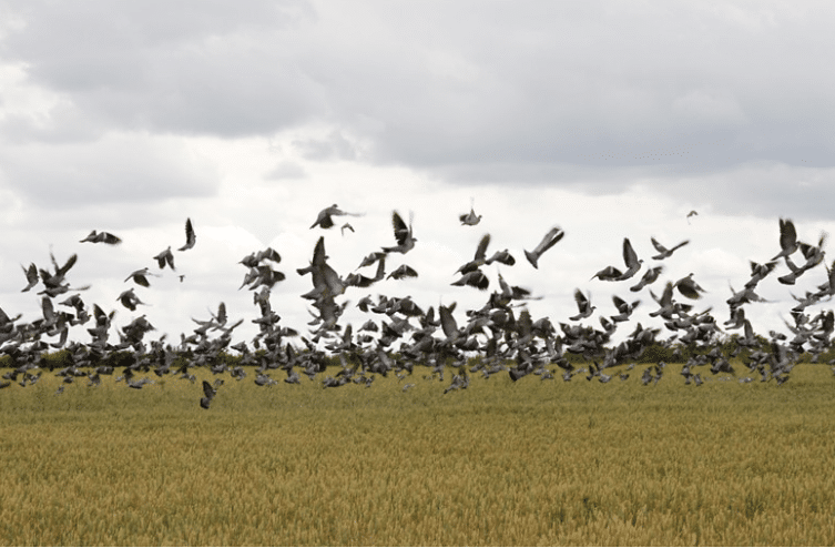 chasse aux pigeons Irlande