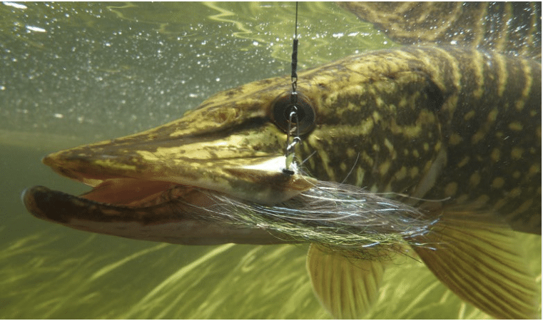 PÊCHE DU BROCHET AU KAZAKSTHAN