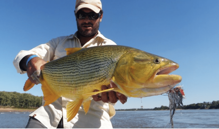URUGUAY | Pêche du Dorado