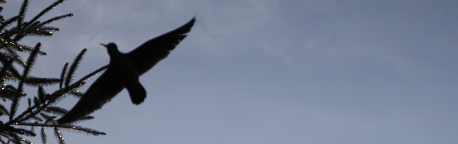 Image du slider