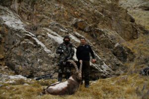 Chasse de l'ibex de Sibérie au Kirghizistan
