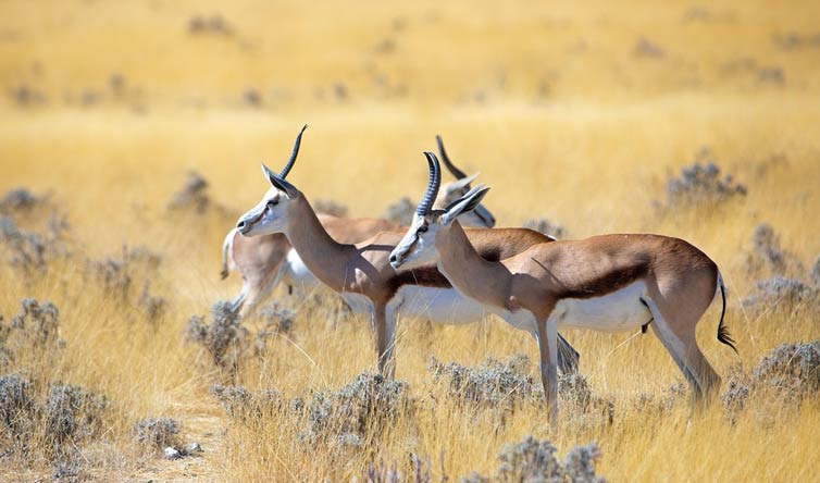 Chasse en Afrique du Sud