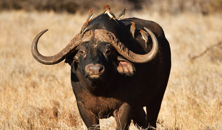 chasse du buffle au Mozambique.