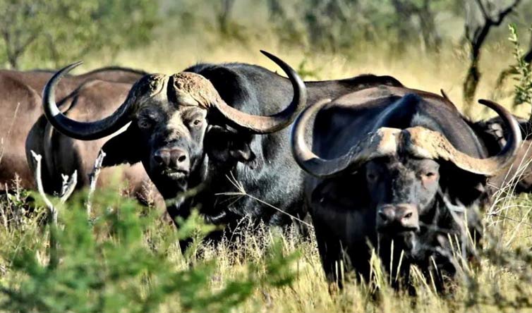 chasse du buffle en Afrique du sud
