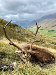 chasse du cerf en Ecosse