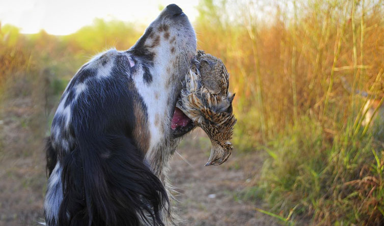 Chasse de la Caille en Roumanie
