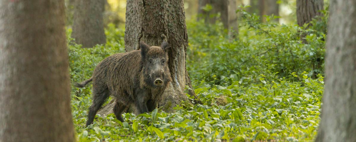 chasse des grands sangliers