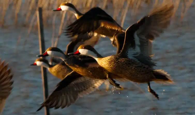 Chasse au gibier d'eau en Argentine