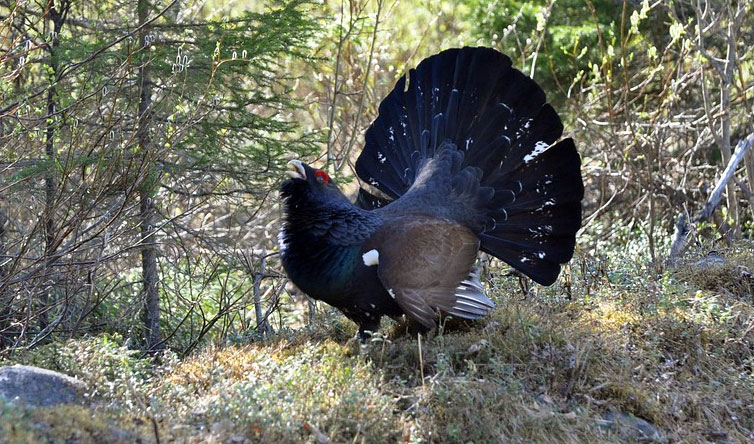 chasse du tetras en Norvège