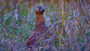 Chasse à la grouse en Ecosse