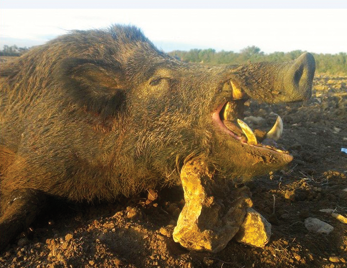 chasse du sanglier en battue au Maroc