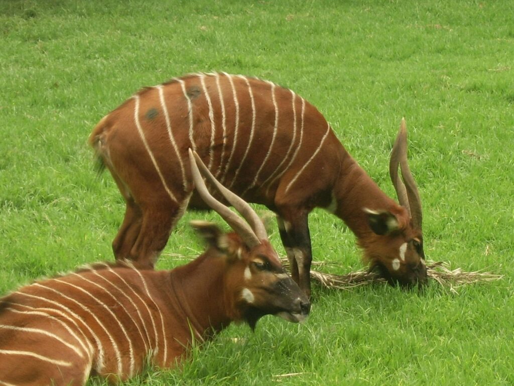 Chasse du bongo au Cameroun