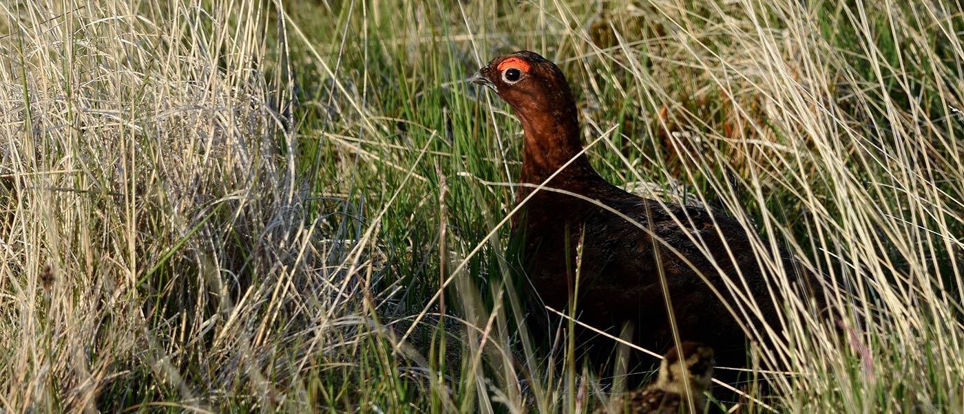 La chasse du petit gibier en Écosse : vivez une expérience inoubliable !