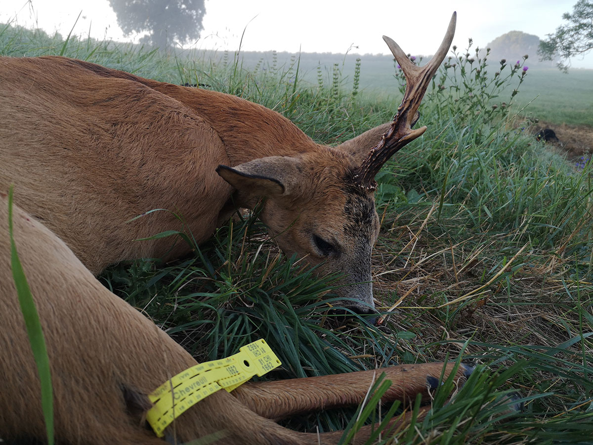 brocard-licorne-chasseTarn-et-Garonne2