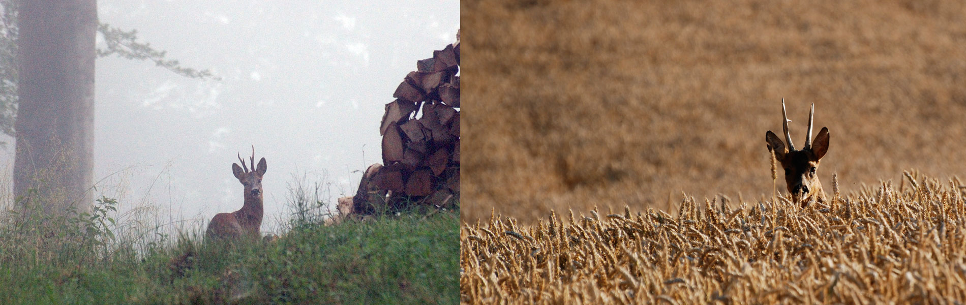 Image du slider