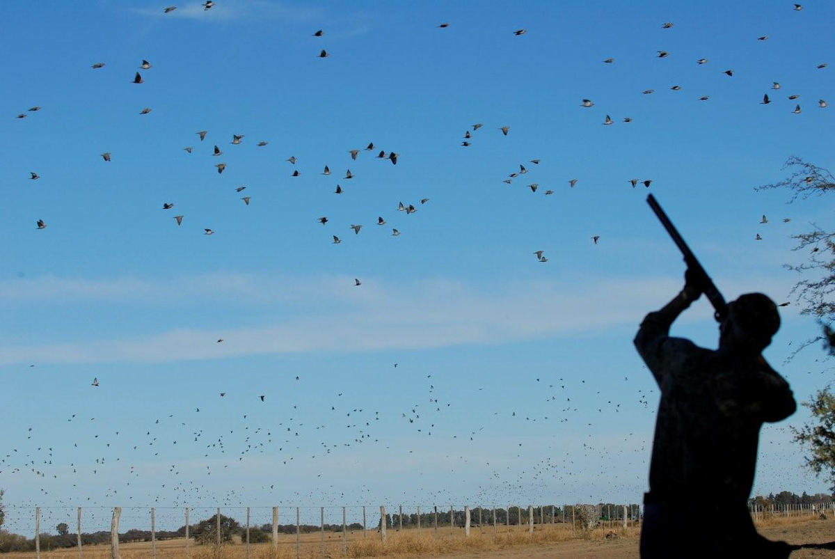 Chasse en Argentine : Au coeur d'une immensité sauvage et préservée