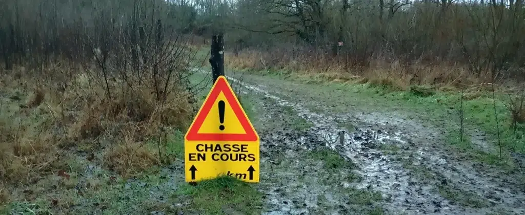 Chasse du sanglier en battue