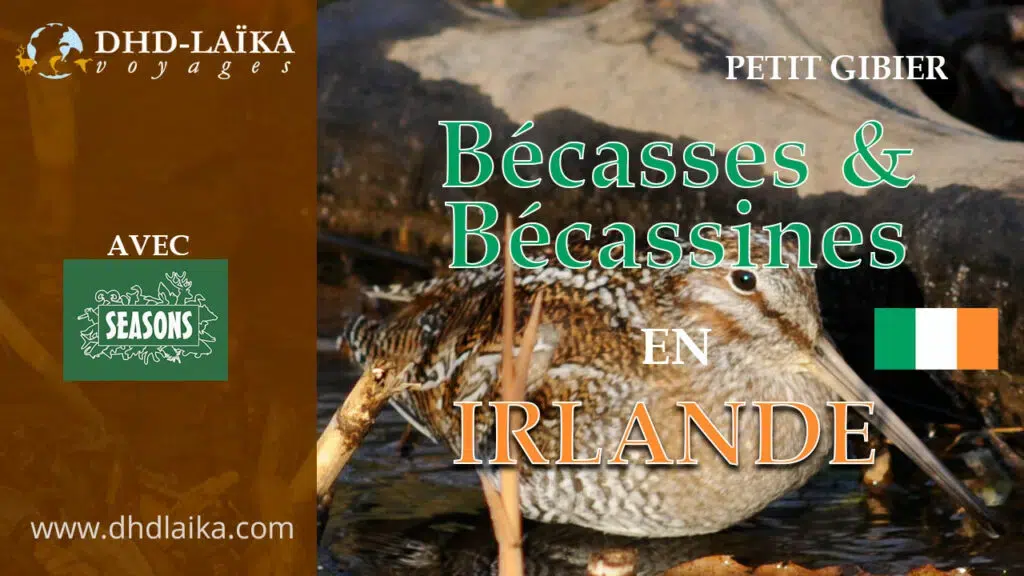 Vidéo de chasse de la bécasse et bécassine