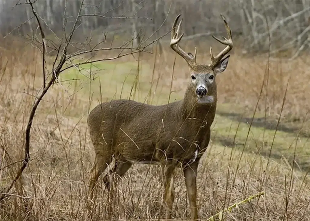 chasse du cerf de Virginie