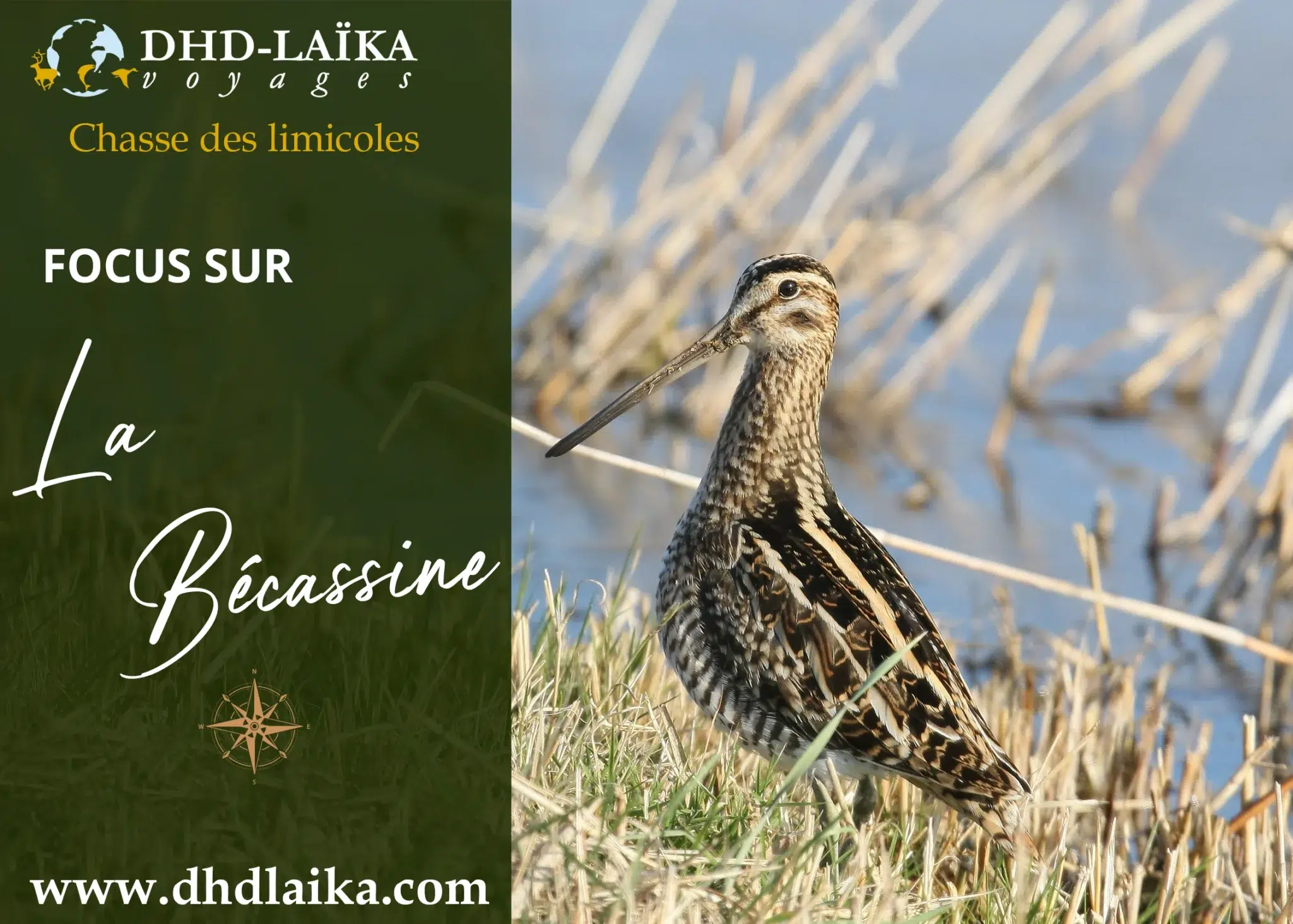chasse de la bécassine