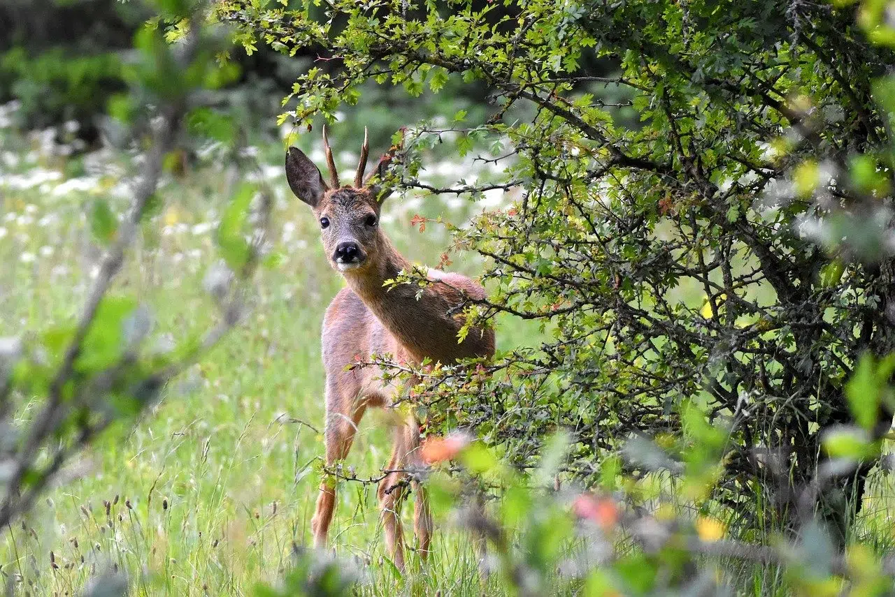 chasse du brocard