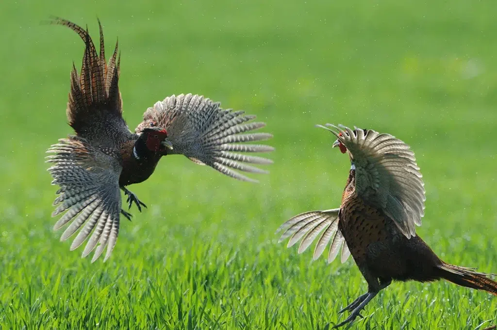 chasse du faisan