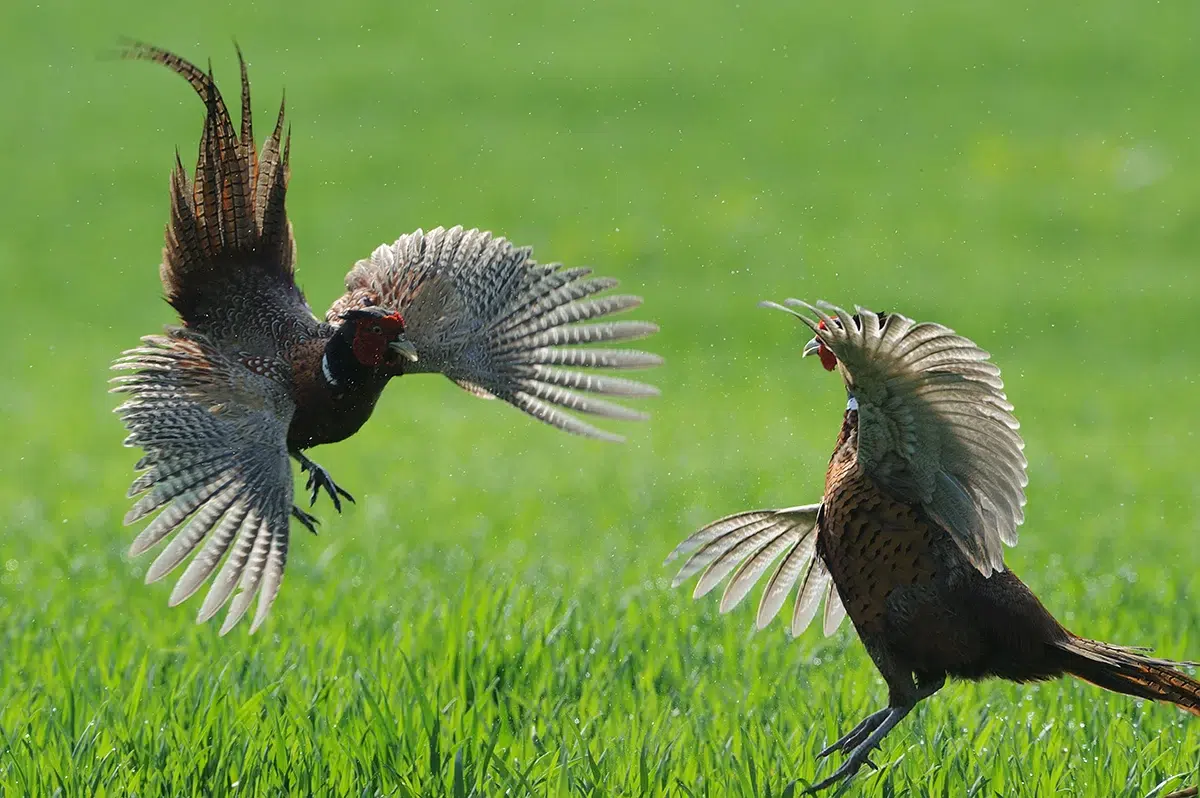 chasse du faisan