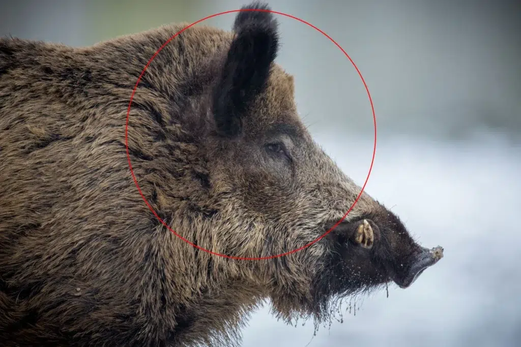 chasse au sanglier