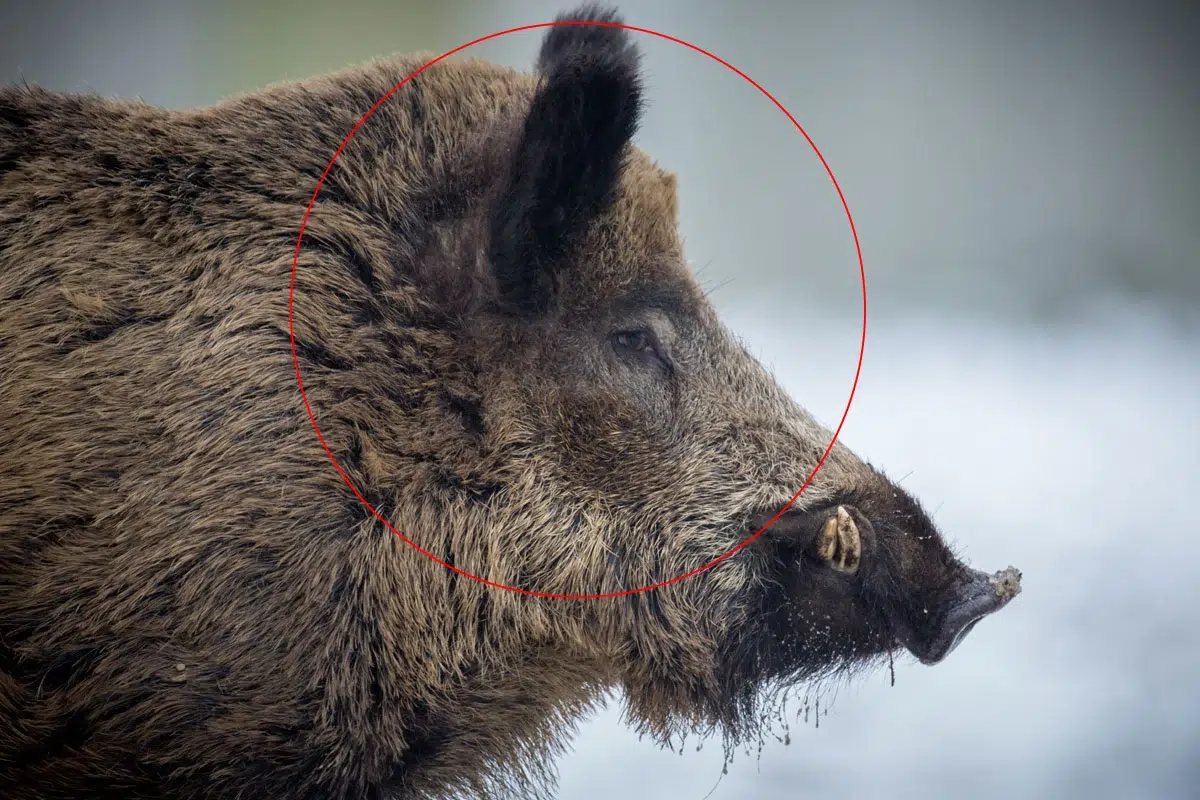 chasse au sanglier