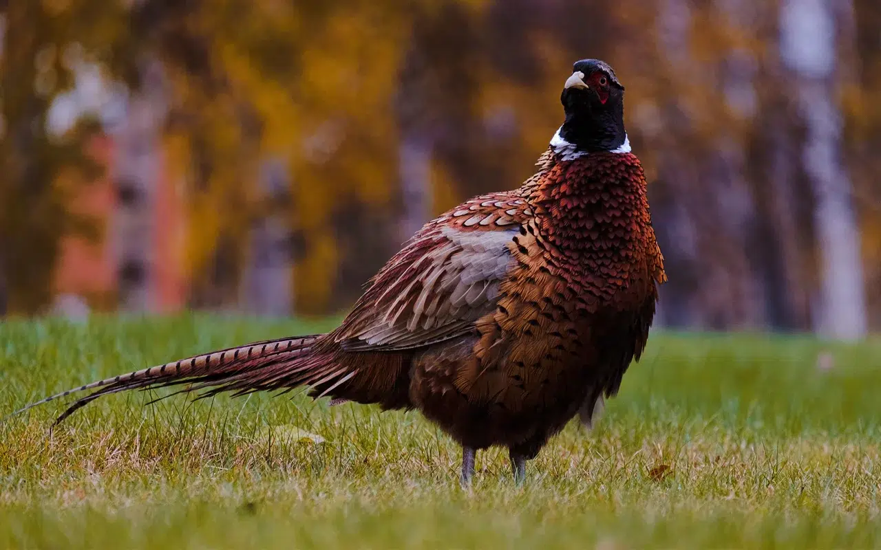 Chasse petit gibier en Angleterre